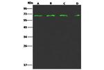 PRC1 Antibody in Western Blot (WB)