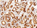 Prostasin Antibody in Immunohistochemistry (Paraffin) (IHC (P))