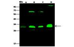 PSMA3 Antibody in Western Blot (WB)