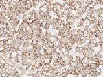 RACK1 Antibody in Immunohistochemistry (Paraffin) (IHC (P))