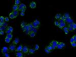 REG3A Antibody in Immunocytochemistry (ICC/IF)