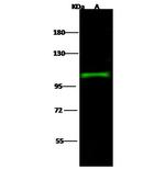 SEMA6A Antibody in Western Blot (WB)