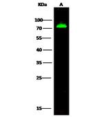 Heparin Cofactor II Antibody in Western Blot (WB)