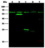 HAI-1 Antibody in Western Blot (WB)