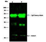 SUMO1 Antibody in Immunoprecipitation (IP)