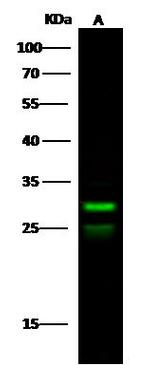 TFPI2 Antibody in Western Blot (WB)