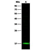 UBE2L6 Antibody in Western Blot (WB)