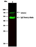 USH1C Antibody in Immunoprecipitation (IP)