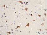 VWC2 Antibody in Immunohistochemistry (Paraffin) (IHC (P))