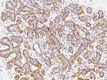 Calponin 1 Antibody in Immunohistochemistry (Paraffin) (IHC (P))