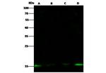 Histone H2A.Z Antibody in Western Blot (WB)