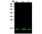 ID2 Antibody in Western Blot (WB)