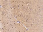 LRRTM2 Antibody in Immunohistochemistry (Paraffin) (IHC (P))