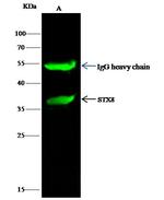 STX8 Antibody in Immunoprecipitation (IP)