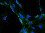 GRID2 Antibody in Immunocytochemistry (ICC/IF)