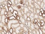 GRID2 Antibody in Immunohistochemistry (Paraffin) (IHC (P))