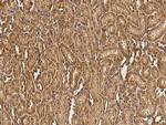 GRID2 Antibody in Immunohistochemistry (Paraffin) (IHC (P))