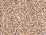 GRID2 Antibody in Immunohistochemistry (Paraffin) (IHC (P))