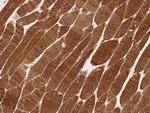 LDHA Antibody in Immunohistochemistry (Paraffin) (IHC (P))