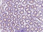 METAP2 Antibody in Immunohistochemistry (Paraffin) (IHC (P))