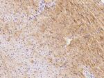 GFR alpha-3 Antibody in Immunohistochemistry (Paraffin) (IHC (P))