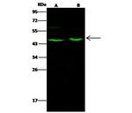 Aminoacylase Antibody in Western Blot (WB)