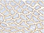 CD13 Antibody in Immunohistochemistry (Paraffin) (IHC (P))