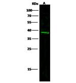 Carbonic Anhydrase XIV Antibody in Western Blot (WB)