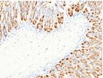 Carbonic Anhydrase II Antibody in Immunohistochemistry (Paraffin) (IHC (P))