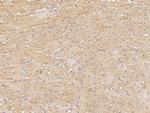 MCP-2 Antibody in Immunohistochemistry (Paraffin) (IHC (P))