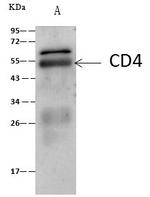 CD4 Antibody in Immunoprecipitation (IP)