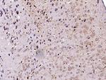 DOPA Decarboxylase Antibody in Immunohistochemistry (Paraffin) (IHC (P))