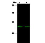 EVI2B Antibody in Western Blot (WB)