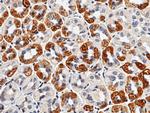 IL36B Antibody in Immunohistochemistry (Paraffin) (IHC (P))