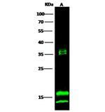 IL36B Antibody in Western Blot (WB)