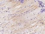 ITGA3 Antibody in Immunohistochemistry (Paraffin) (IHC (P))