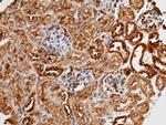 METAP2 Antibody in Immunohistochemistry (Paraffin) (IHC (P))