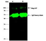 NUP107 Antibody in Immunoprecipitation (IP)