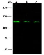 NUP107 Antibody in Western Blot (WB)