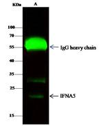 IFNA5 Antibody in Immunoprecipitation (IP)