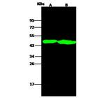 OX40 Antibody in Western Blot (WB)