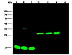 S-peptide Epitope Tag Antibody in Western Blot (WB)