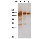 M13 Phage coat protein g3p Antibody in Western Blot (WB)