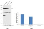 ECE1 Antibody in Western Blot (WB)