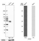 STAP2 Antibody