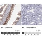 MRP4 Antibody