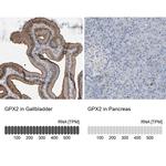 GPX2 Antibody