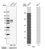 BIN1 Antibody