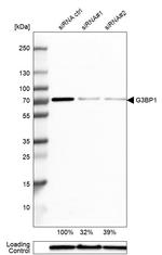 G3BP1 Antibody