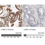 Laminin beta-1 Antibody